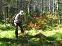 Mt. Pickering Bog